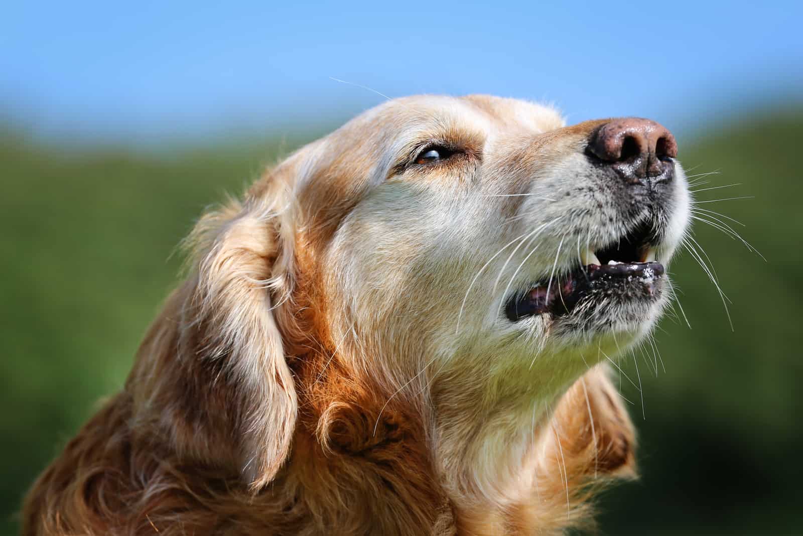 Golden Retriever barking outside