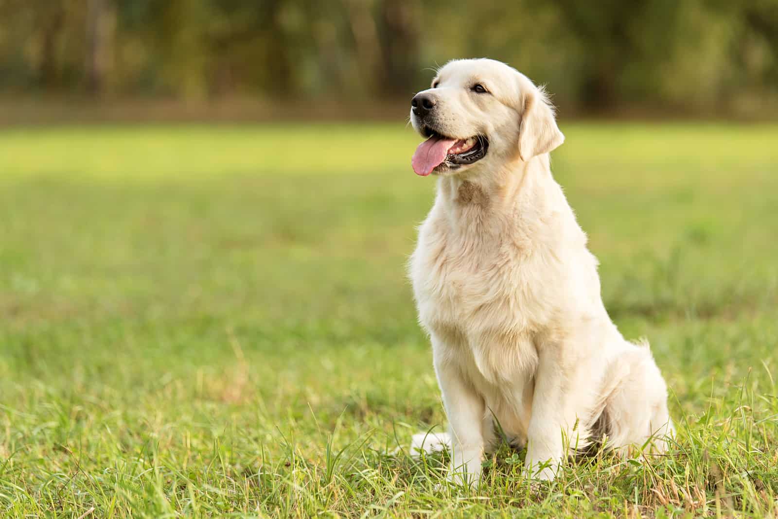 Golden Retriever Breeders: 10+ Places To Find Your Perfect Pet