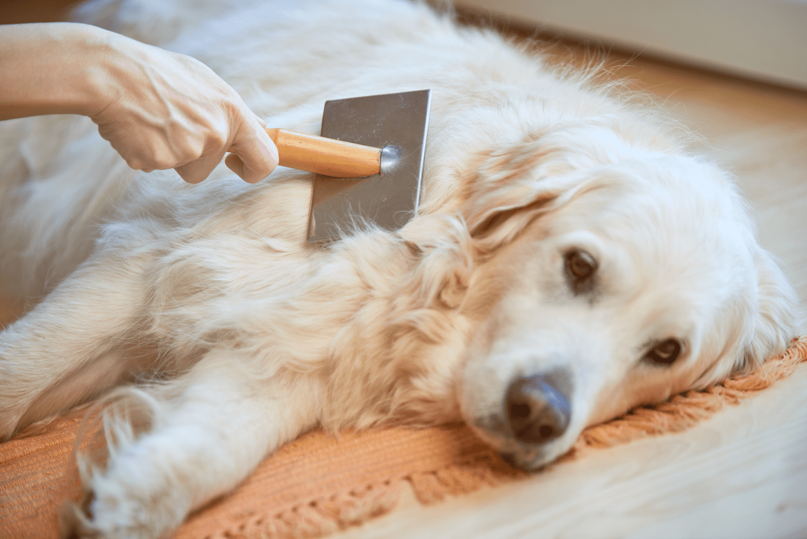 golden retriever brush woman