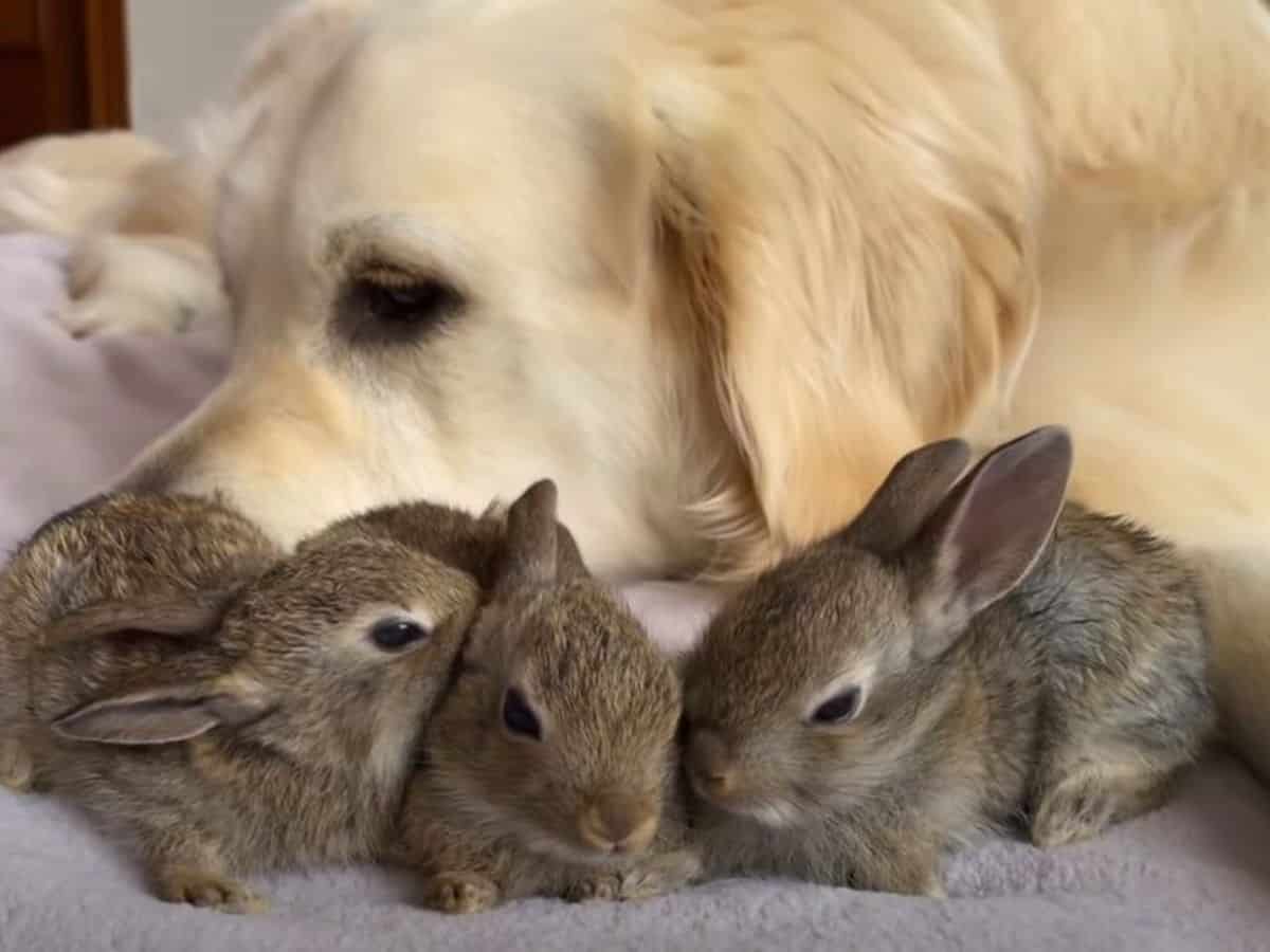 golden retriever cares for cute bunnies