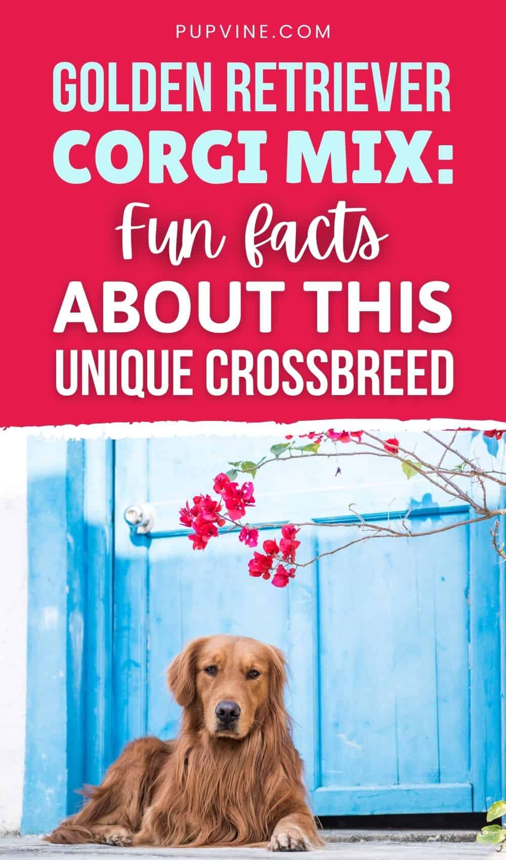 Golden Retriever Corgi Mix Fun Facts About This Unique Crossbreed