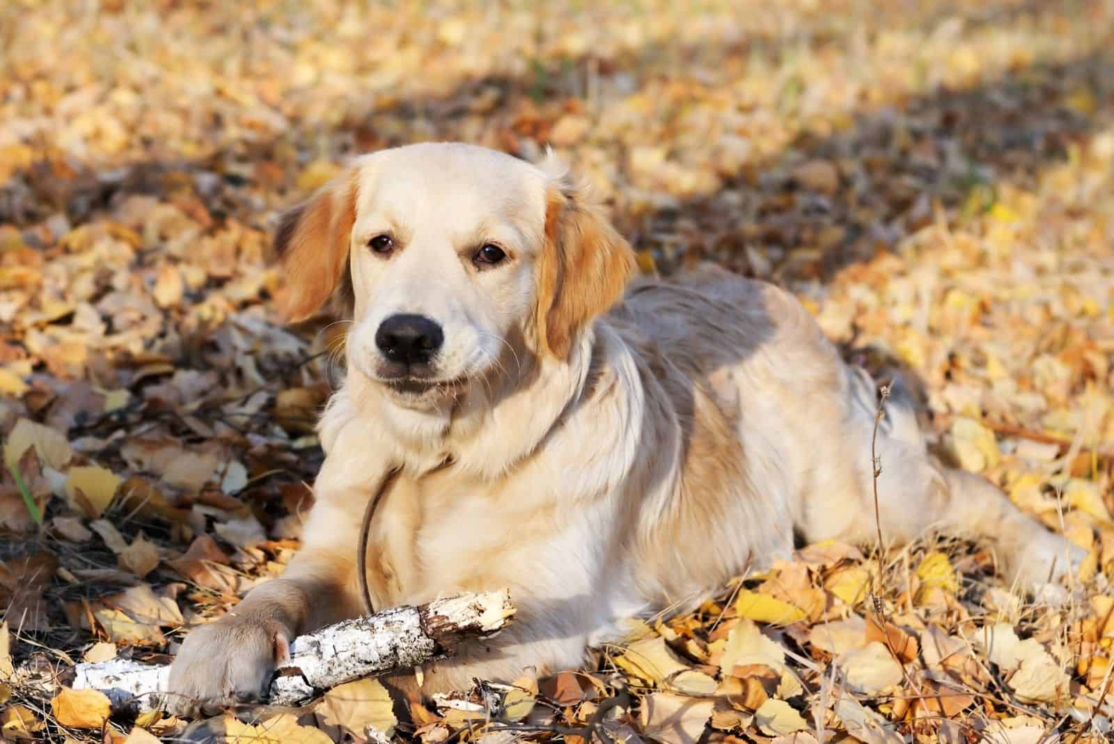 golden retriever corgi mixed lying downon dried leaves in autumn forest