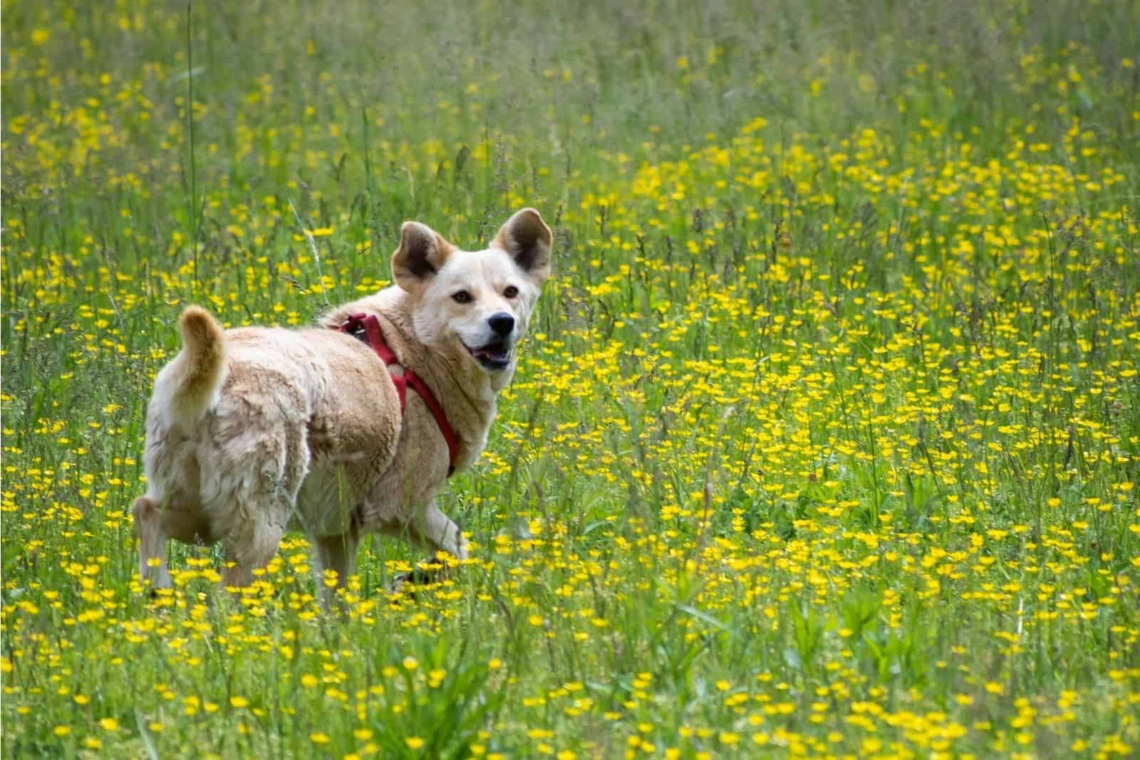 golden retriever corgi mix running in the yellow field