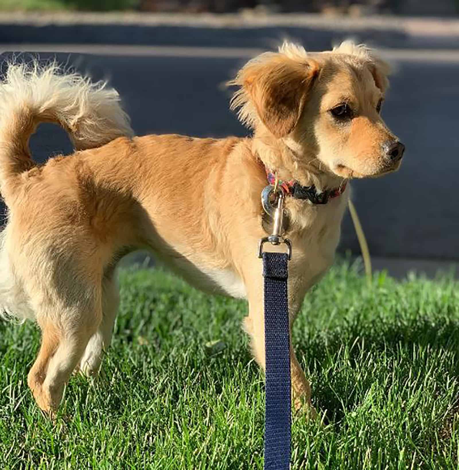 golden retriever dachshund dog in the park standing on the grass