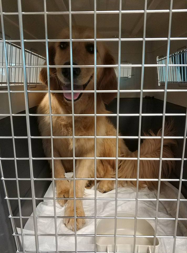 golden retriever in a kennel