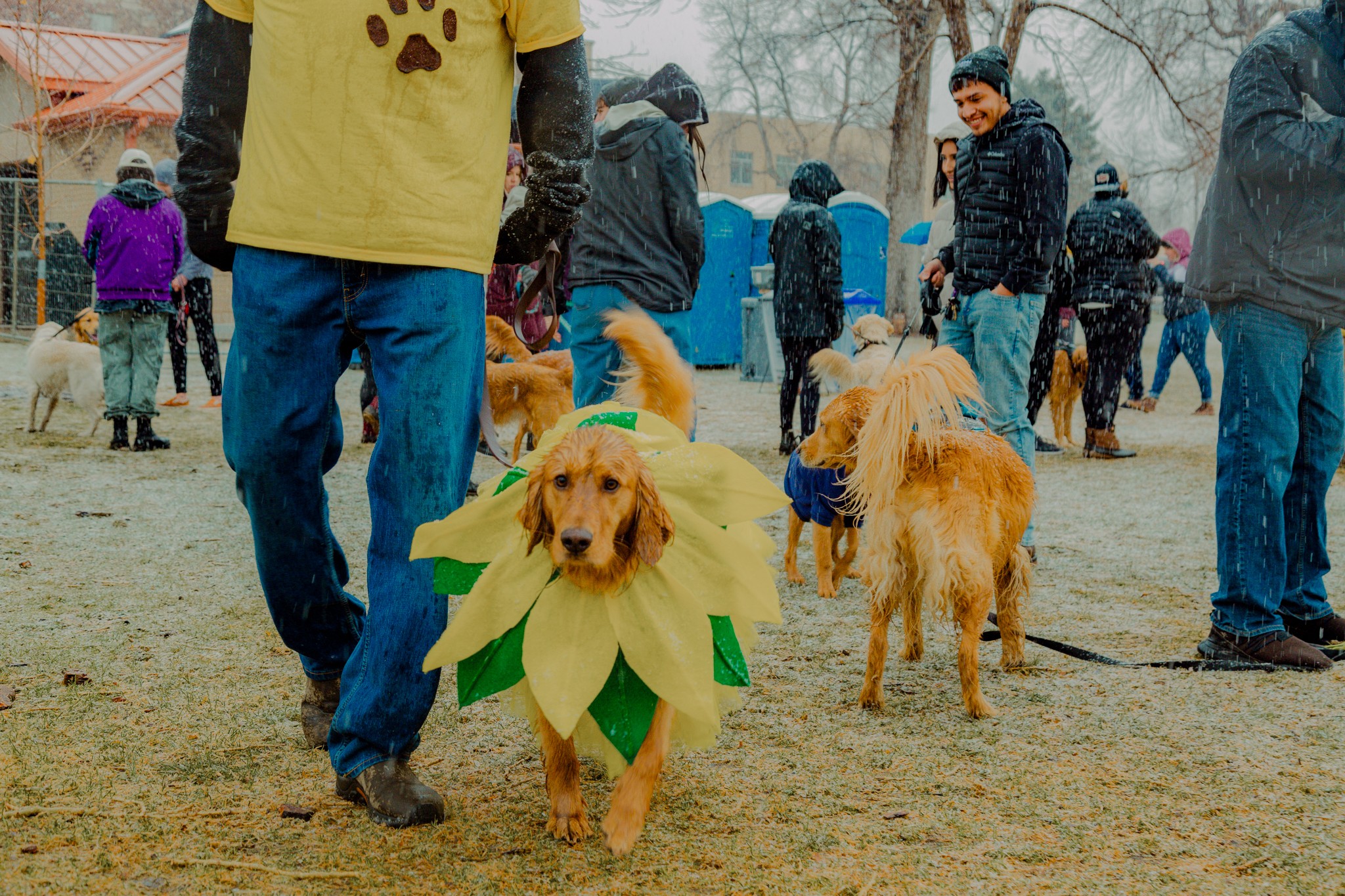 golden retriever in a sunflower costume