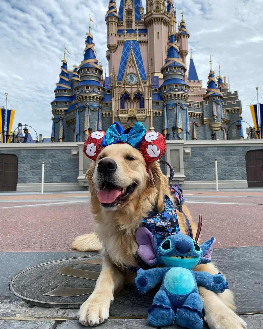 golden retriever in disneyworld