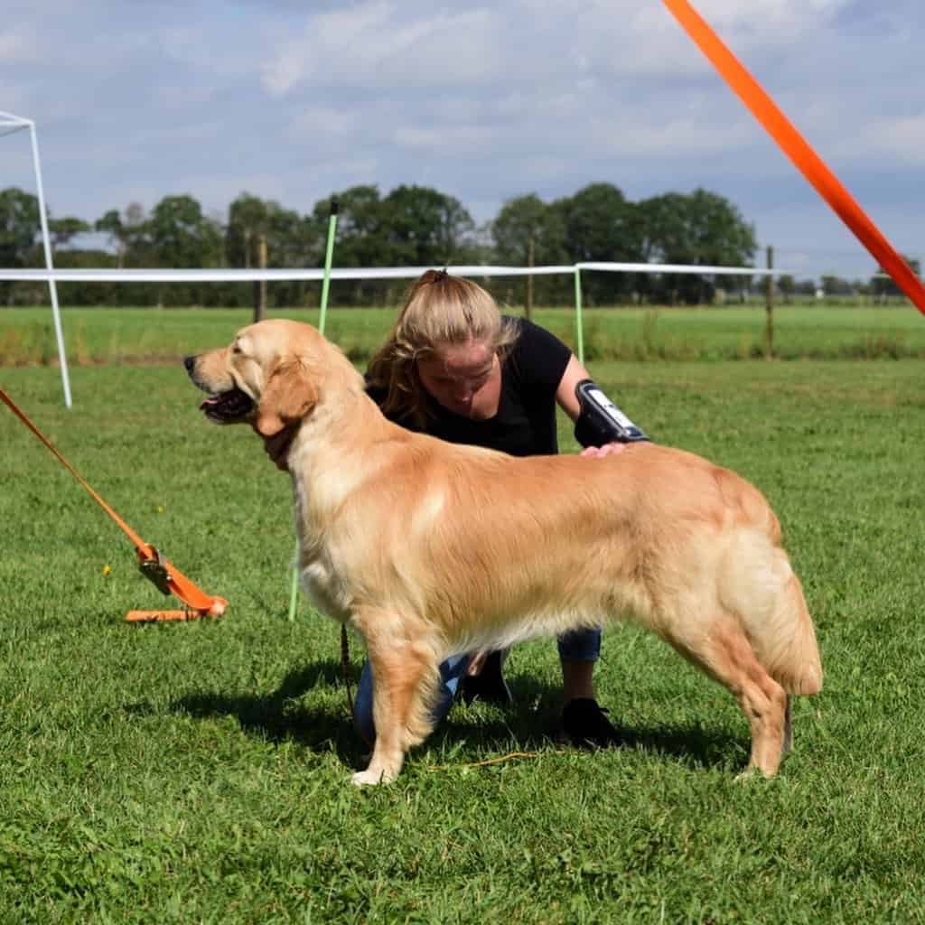 Golden Retriever in dogshow