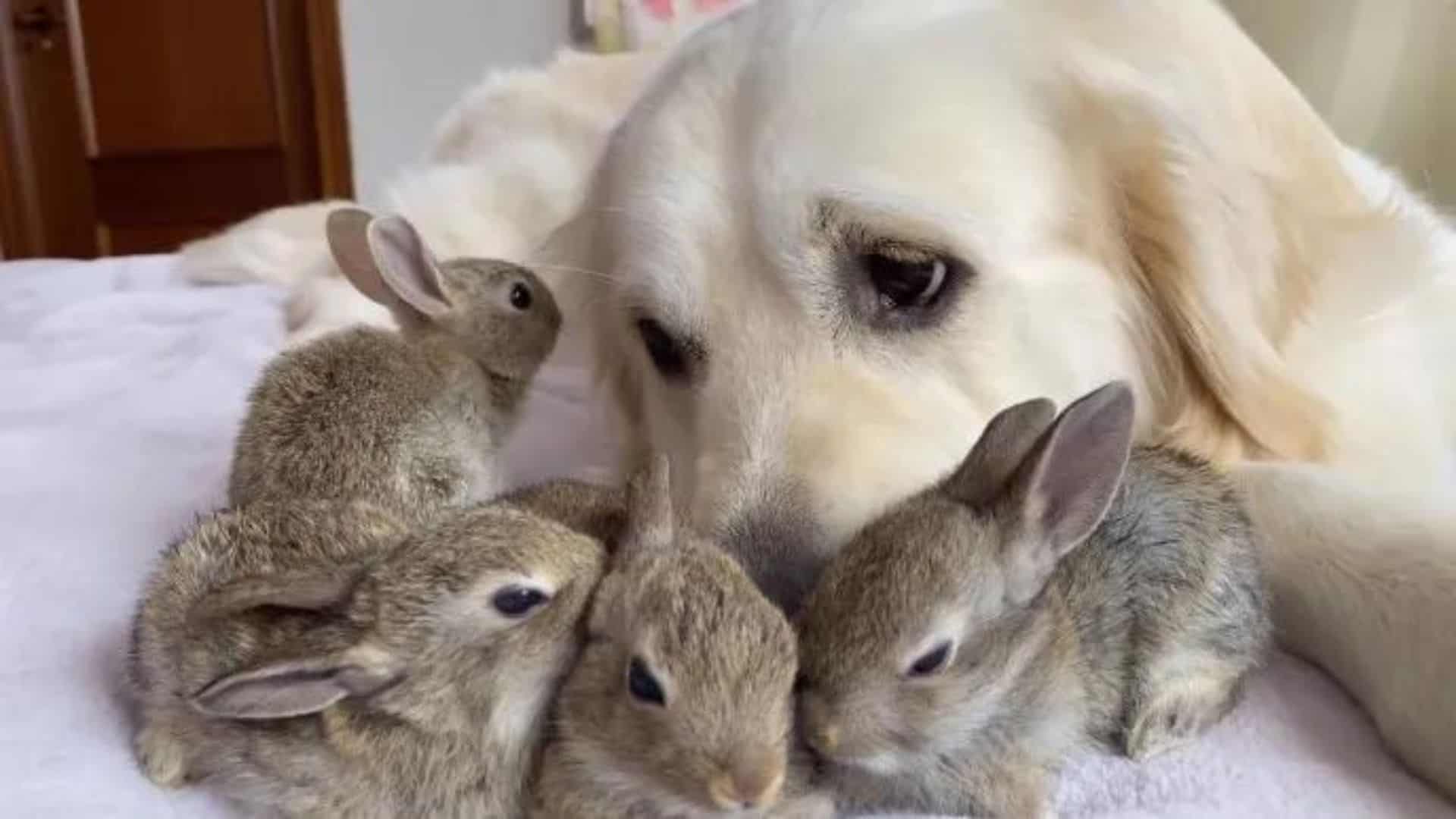 Golden Retriever Is The Best Dad To Adorable Baby Bunnies