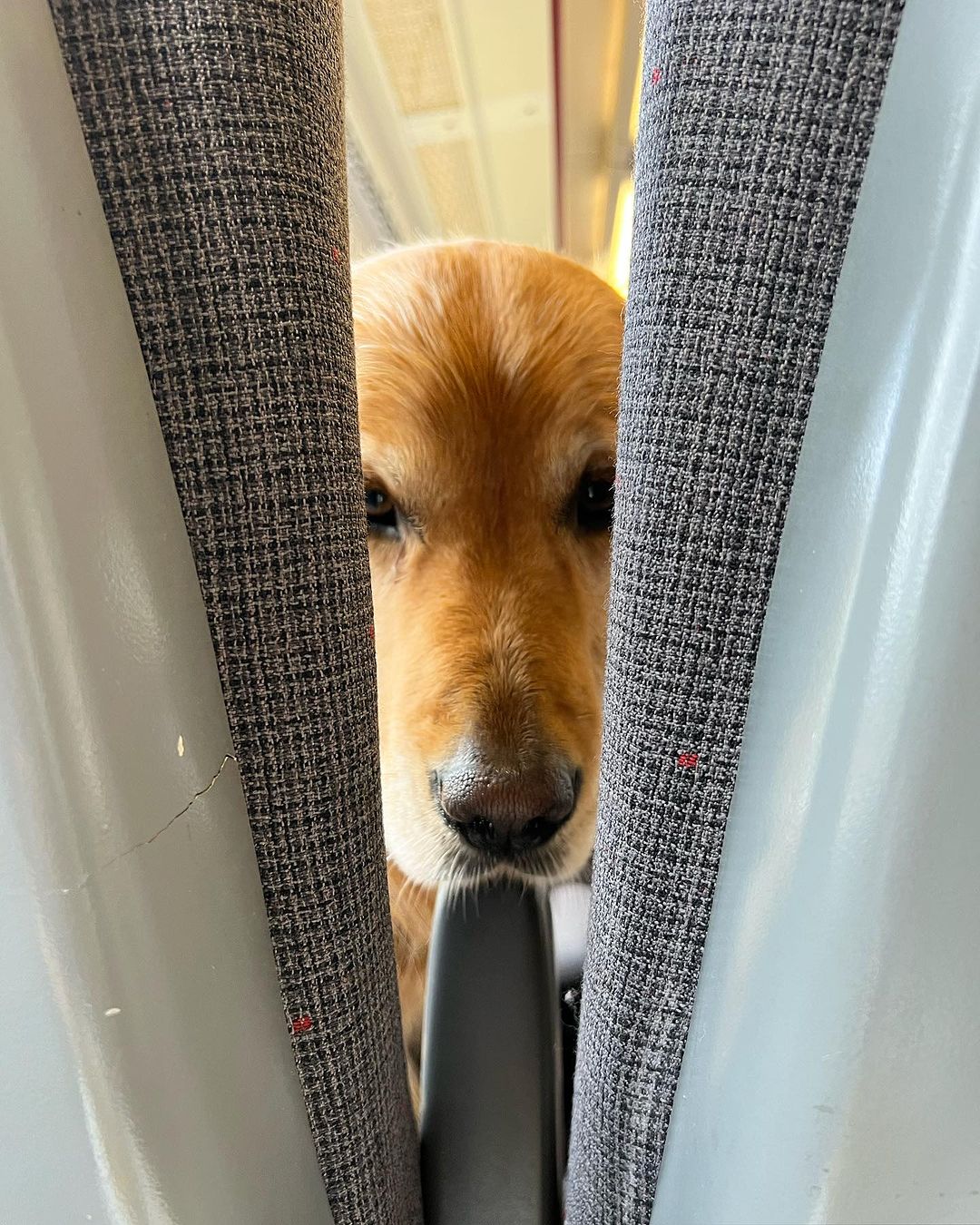 golden retriever looking between seats