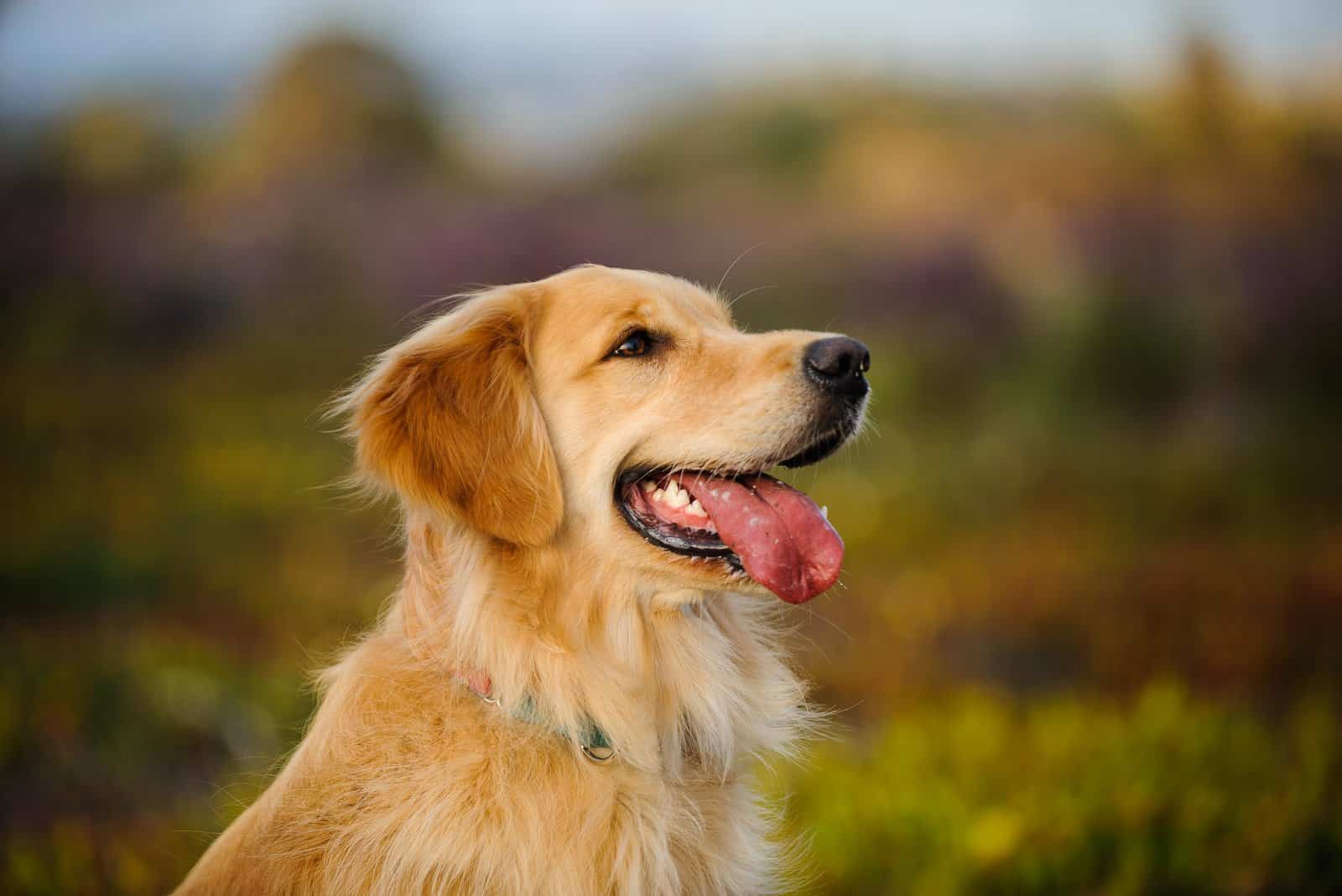 Golden Retriever looking up