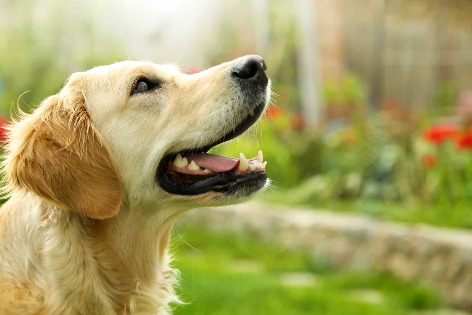 golden Retriever looking up