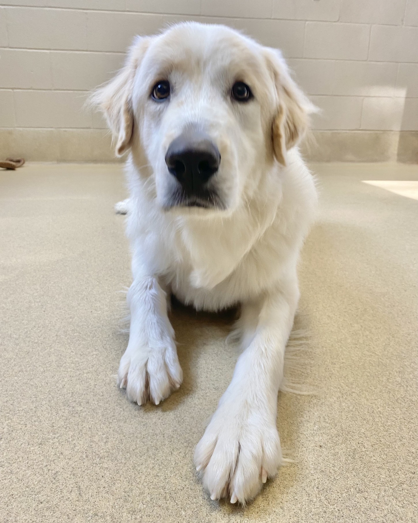 golden retriever lying