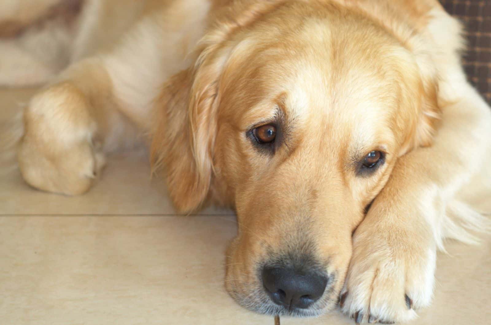 golden retriever lying down on the floor