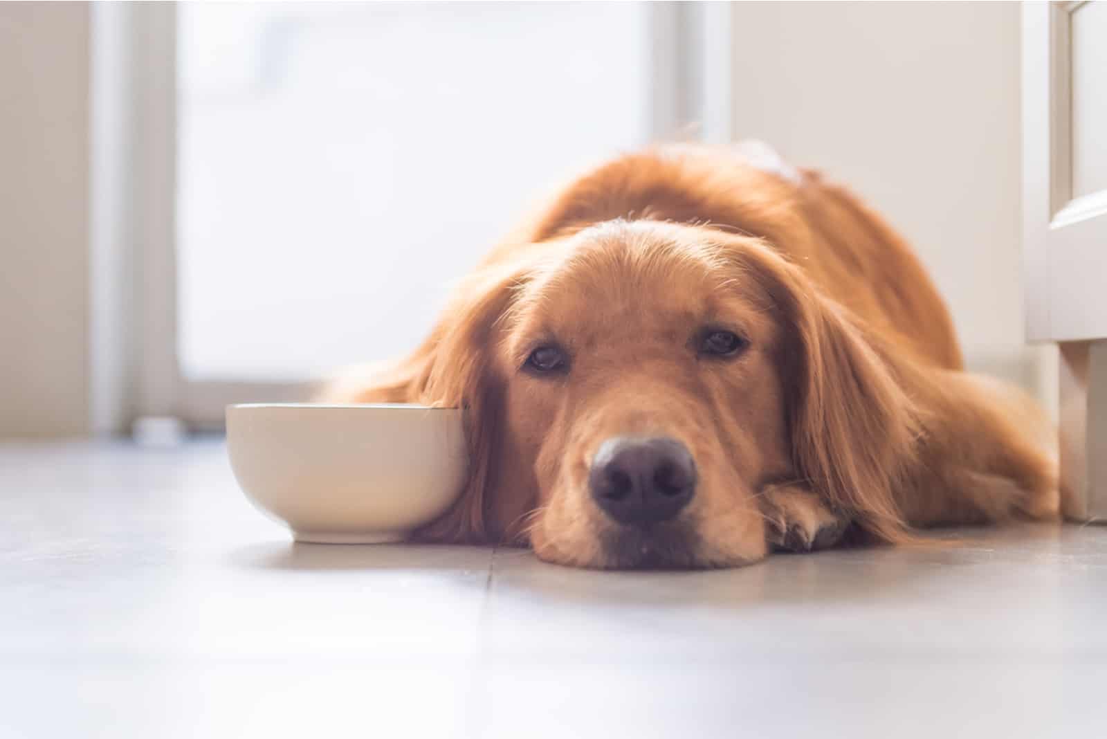 golden retriever lying on the ground