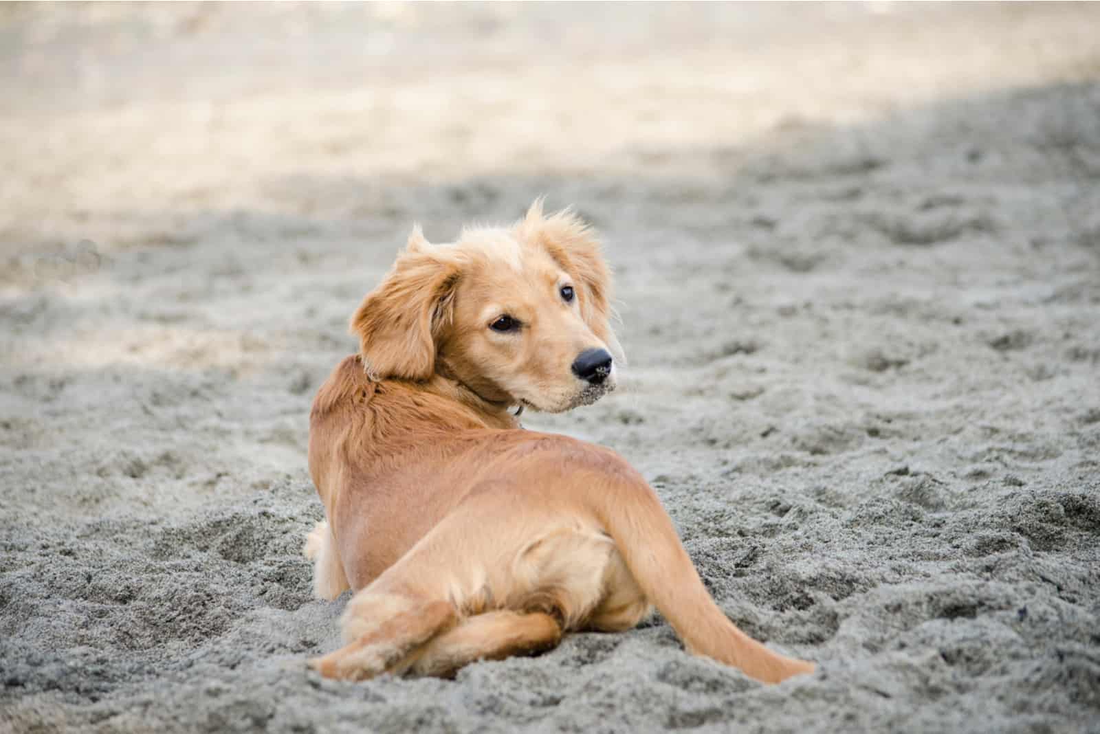 Golden retriever mix puppy looks over its shoulder