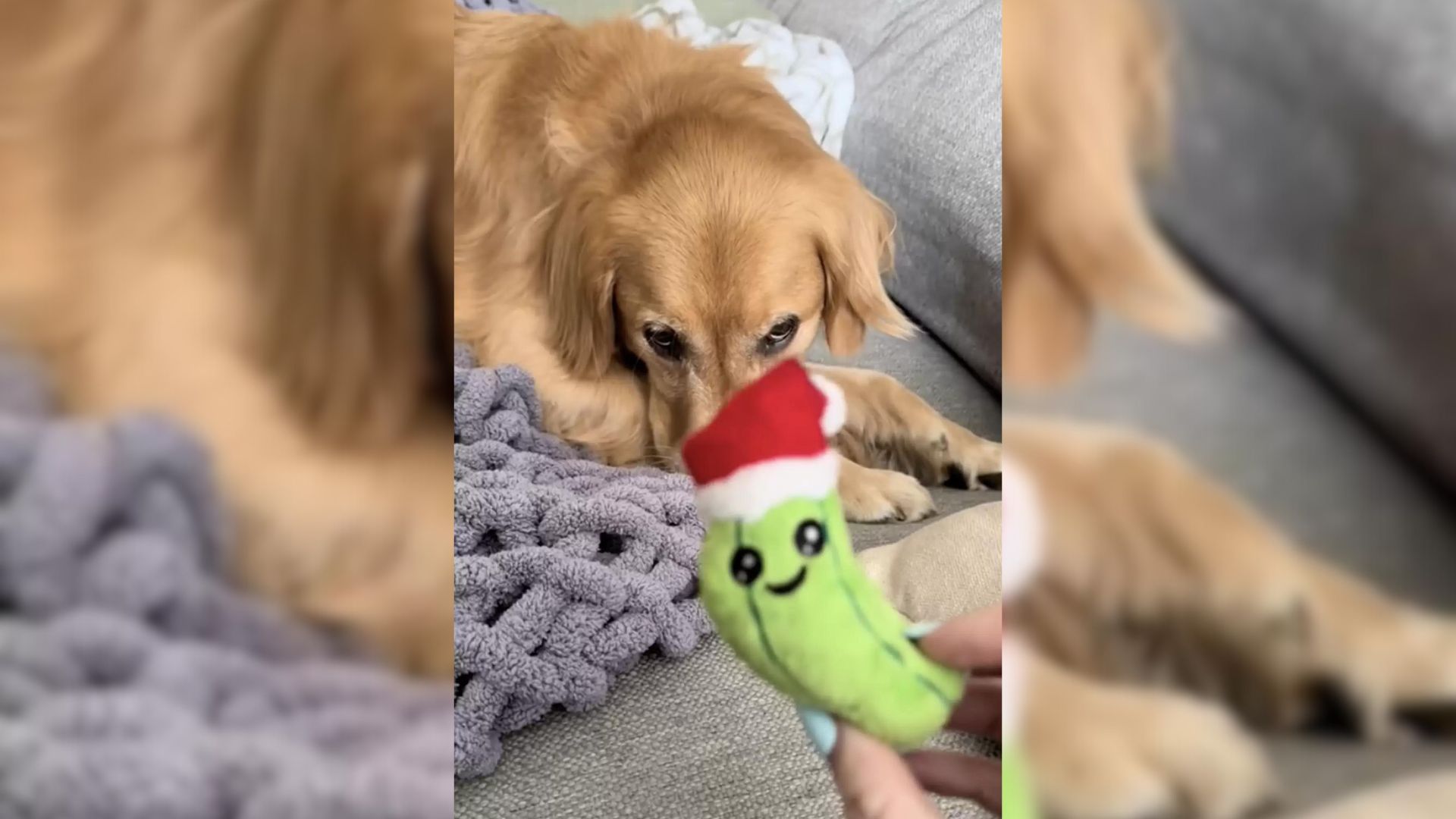 Golden Retriever Obsessed With His Puppyhood Toy Receives The Biggest Surprise