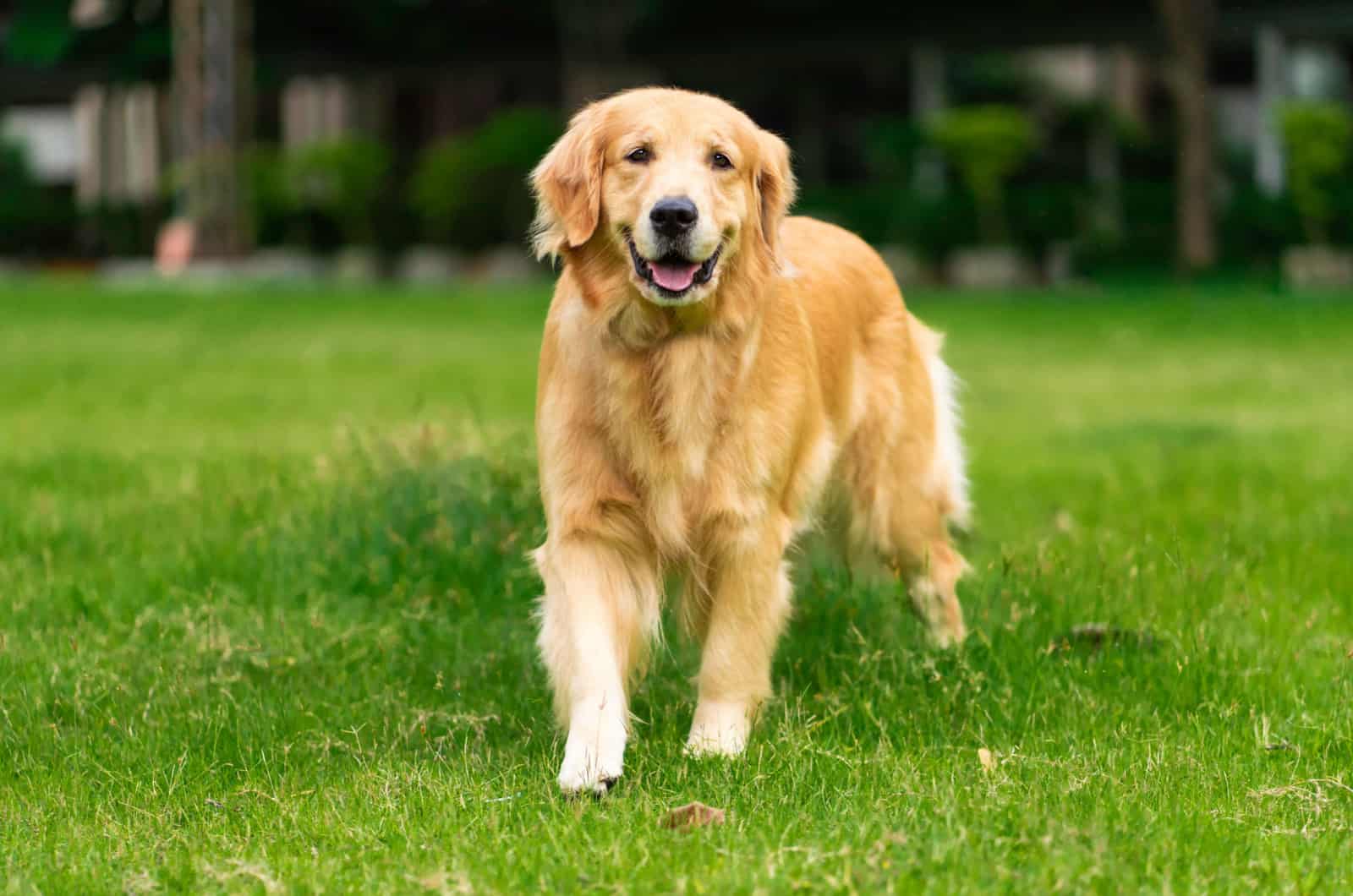 Golden Retriever on grass