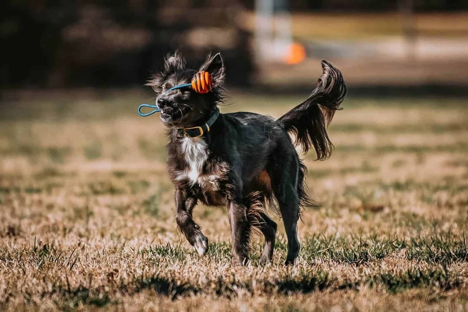 golden retriever pitbull mix training