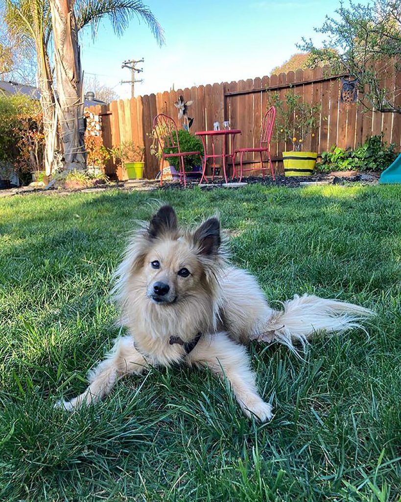 golden retriever pomeranian lying in the grass