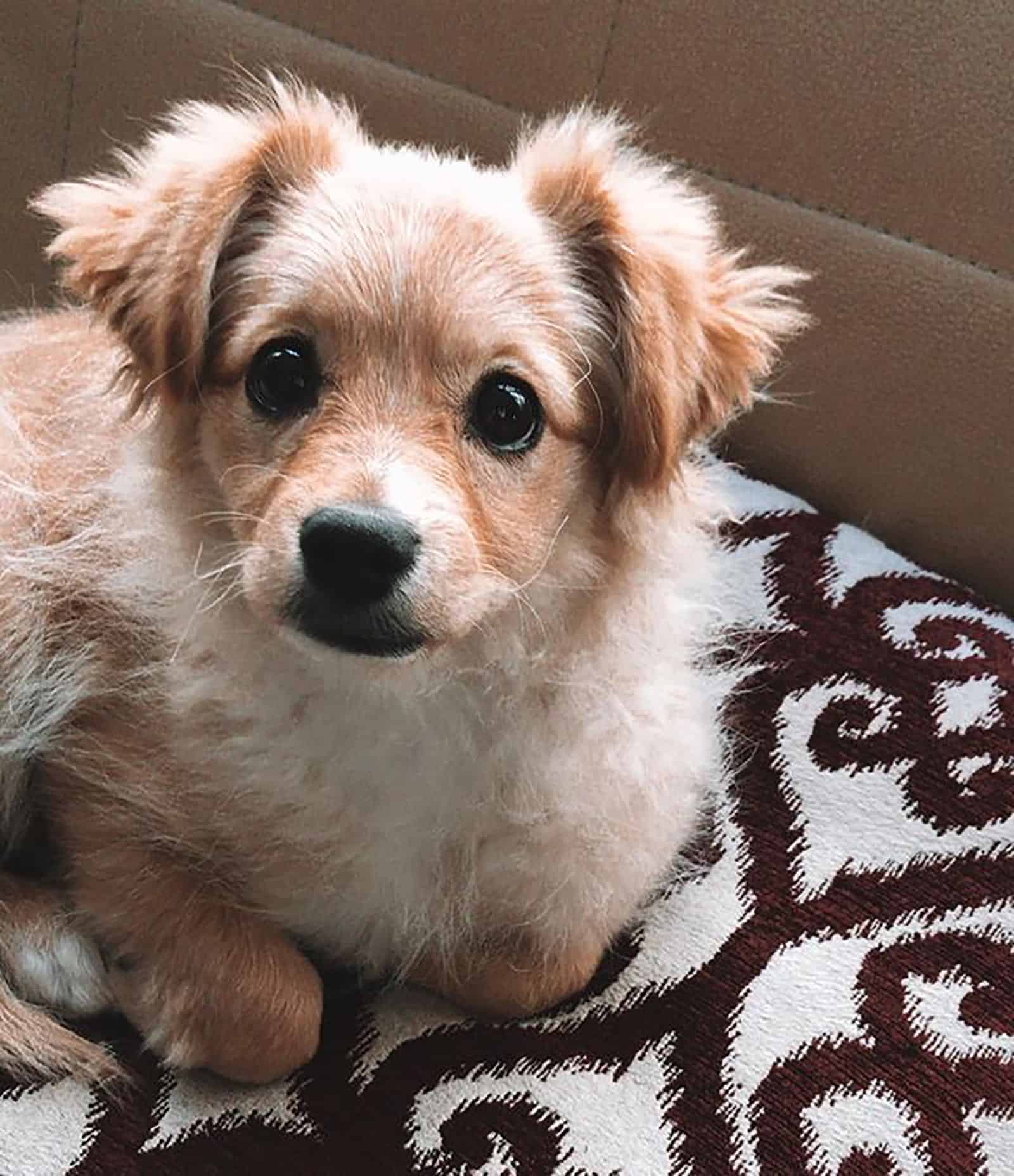 golden retriever pomeranian puppy lying on the couch