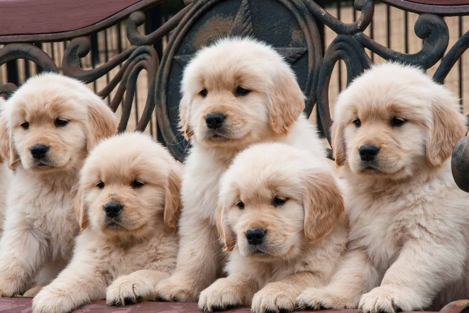 Golden Retriever puppies