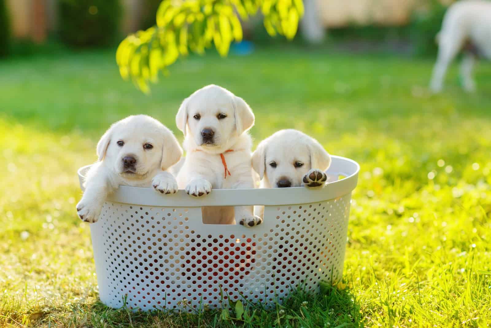 golden retriever puppies in the basket