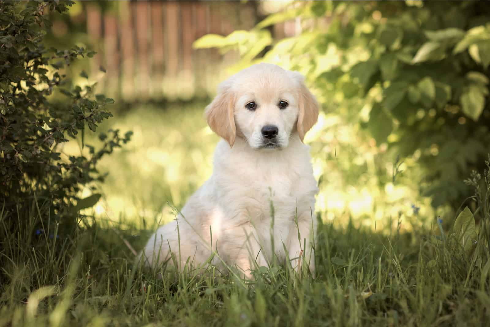 golden retriever puppy