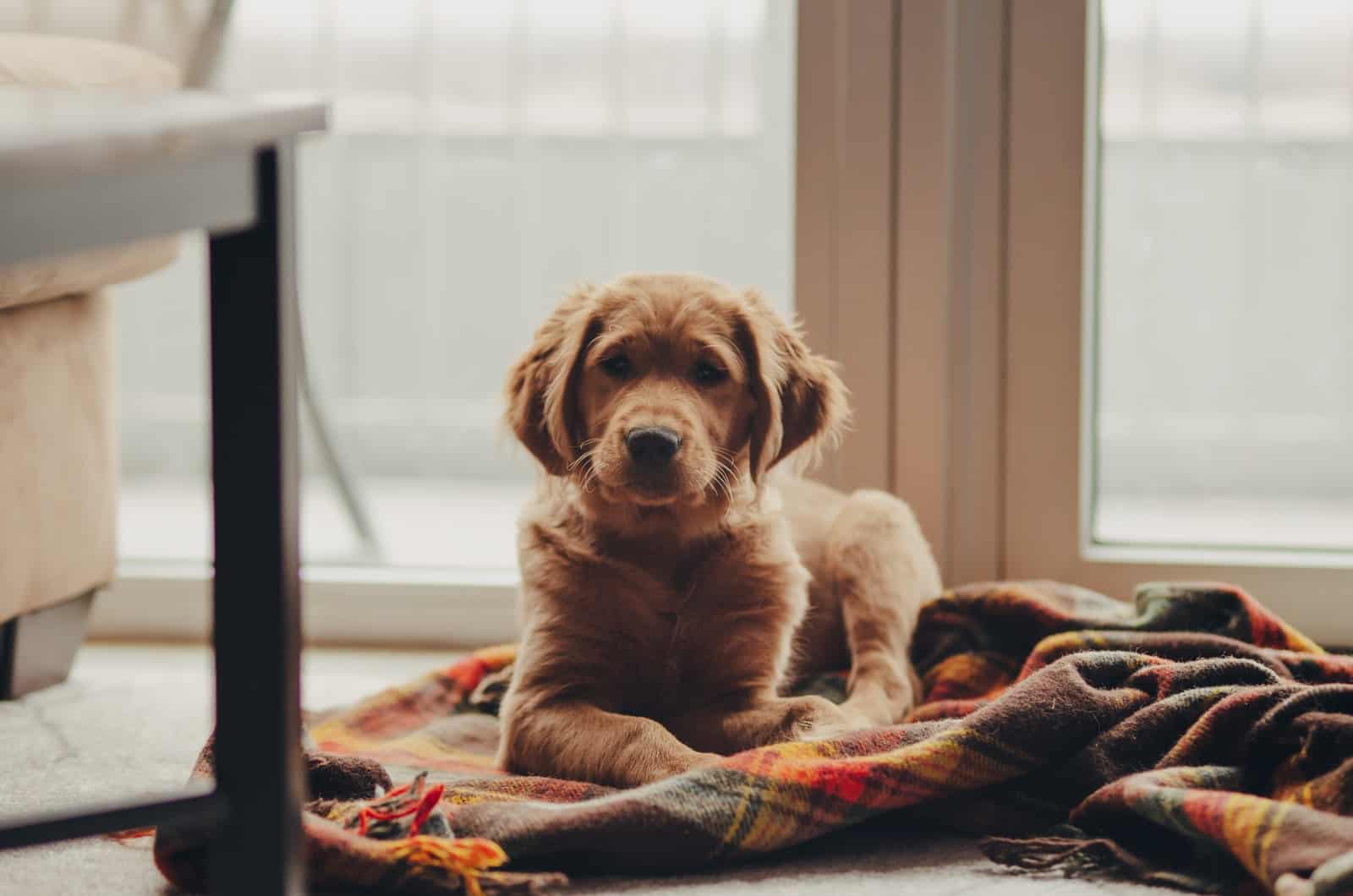 golden retriever puppy