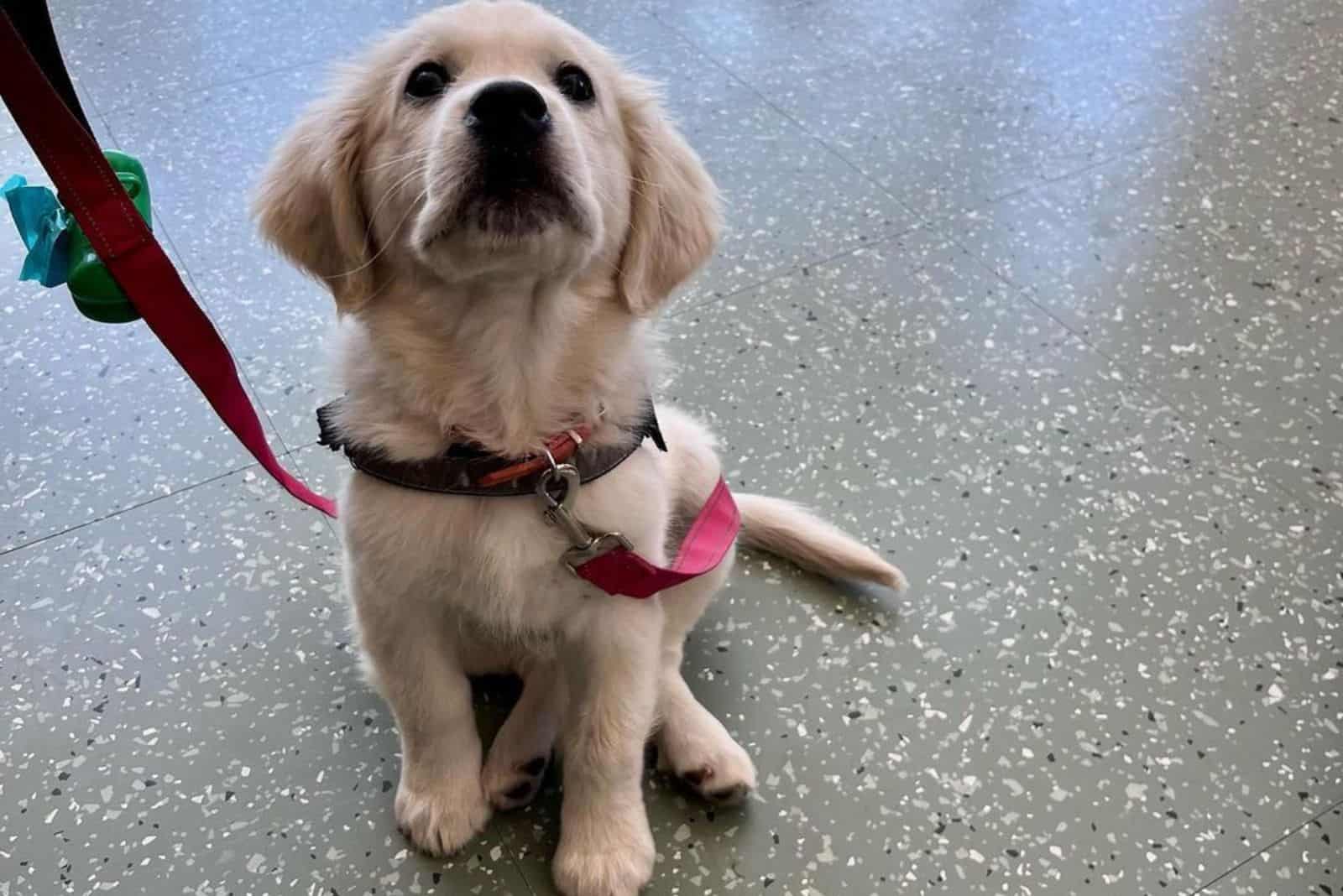 golden retriever puppy on a leash