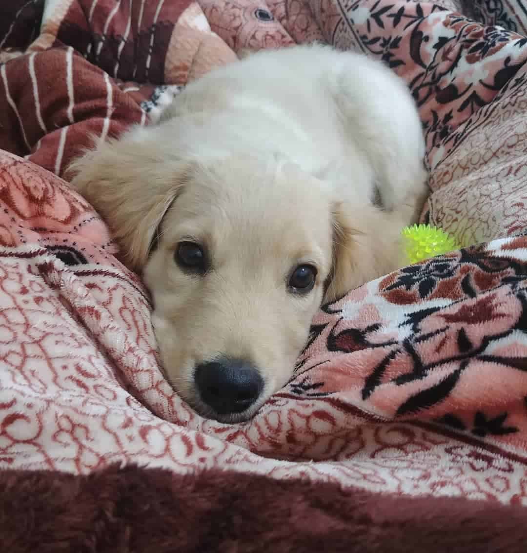 golden retriever puppy lying