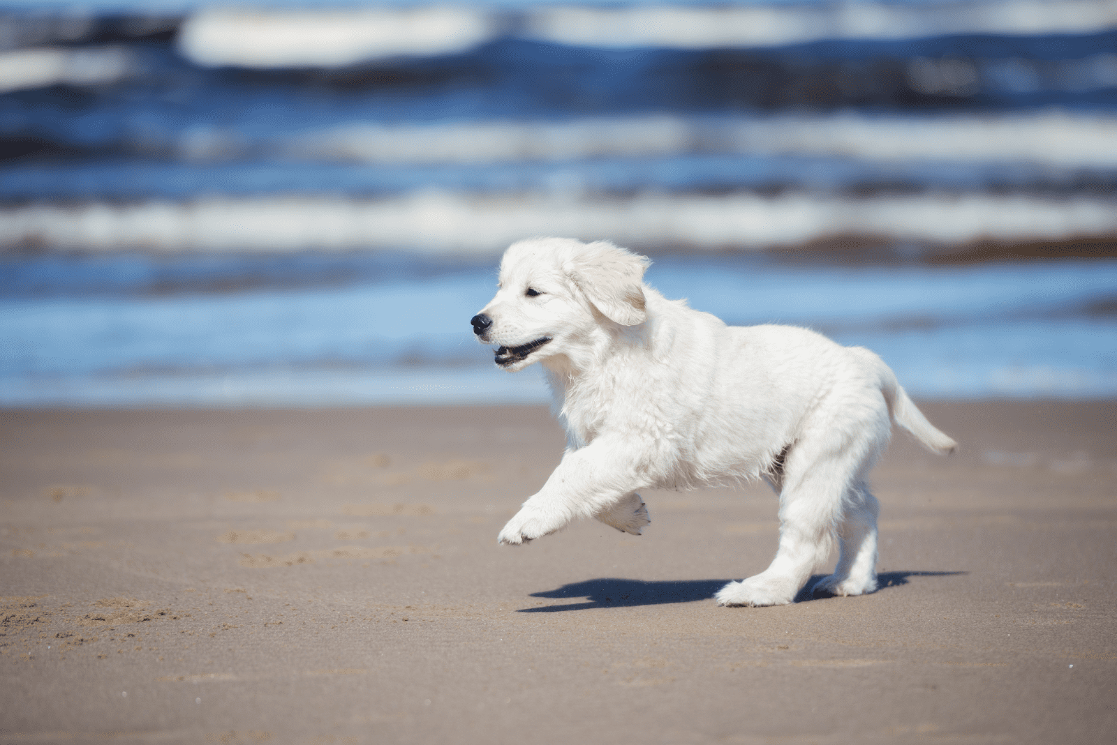 Golden Retriever puppy on the beach