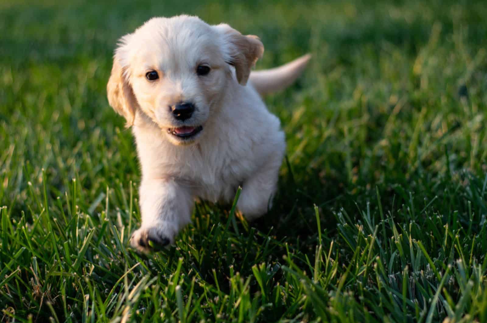 golden retriever puppy running on the lawn