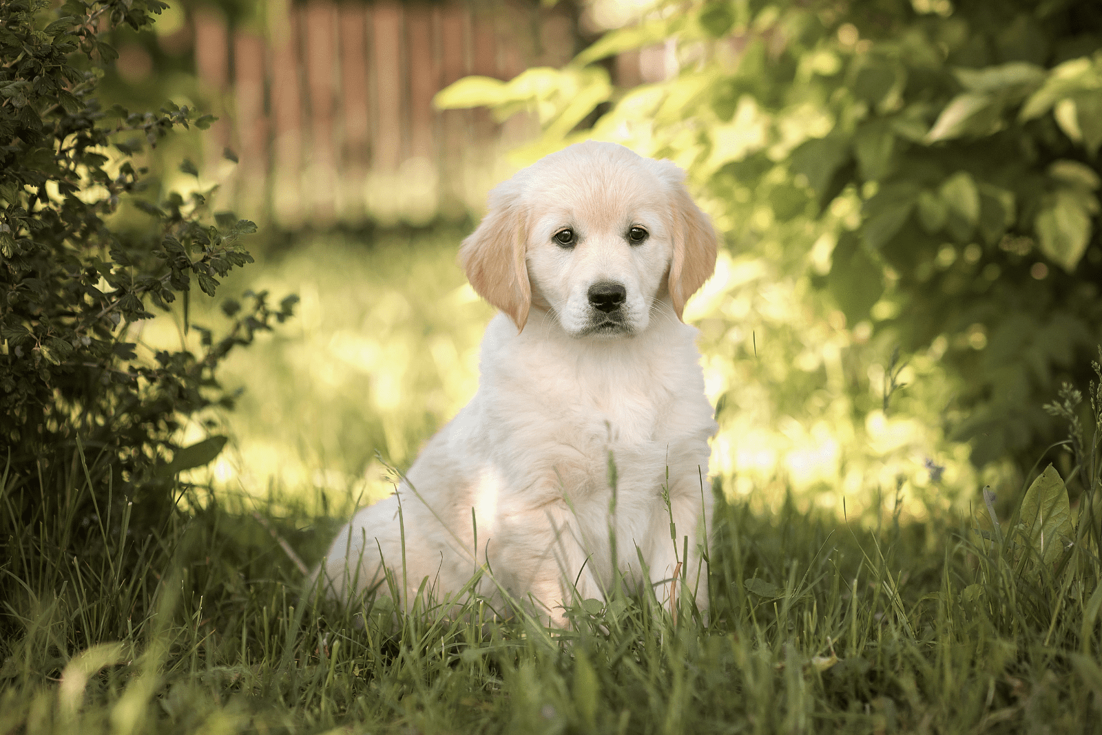 Golden Retriever puppy sitting in the grass