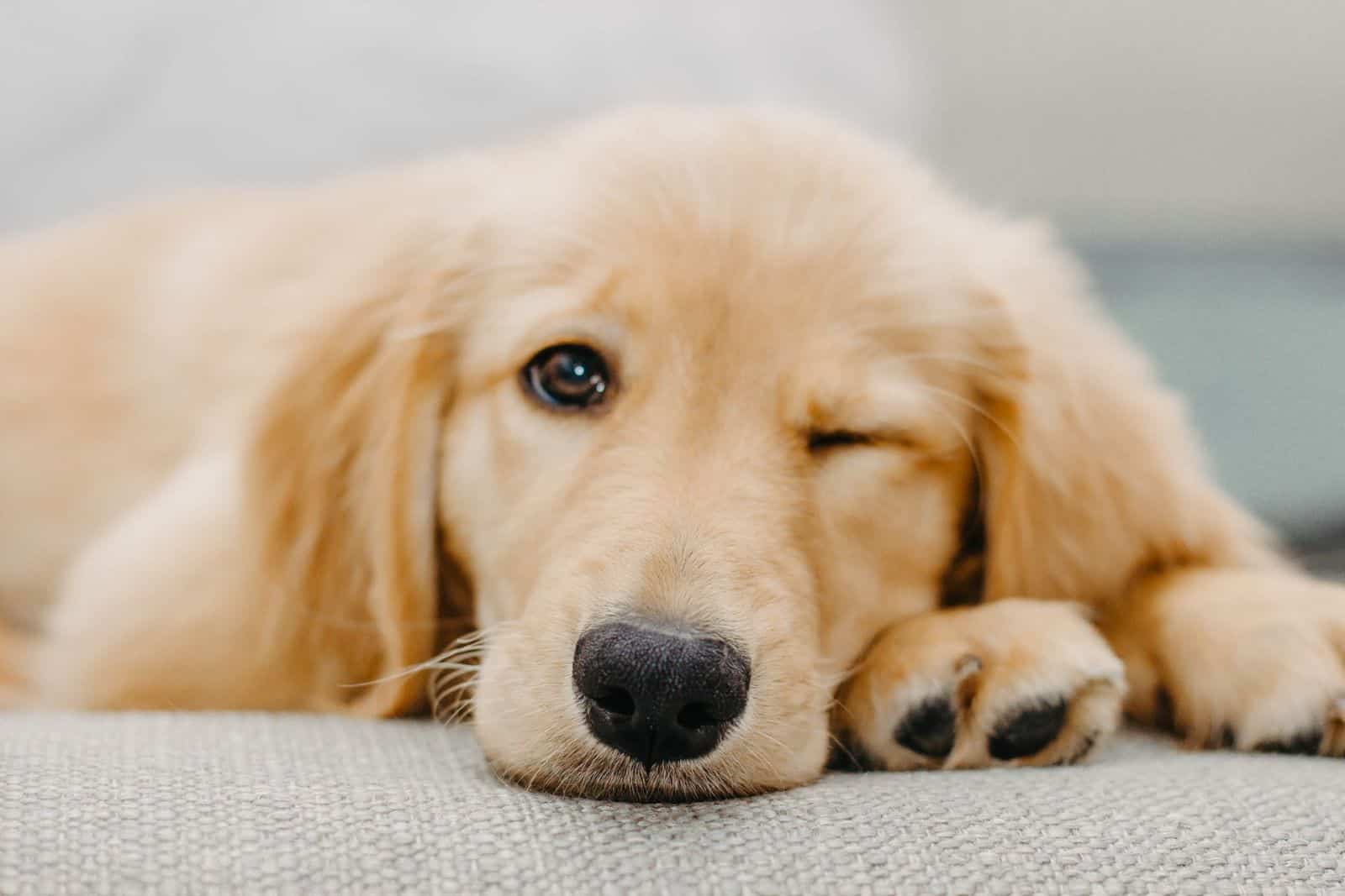 golden retriever puppy winking