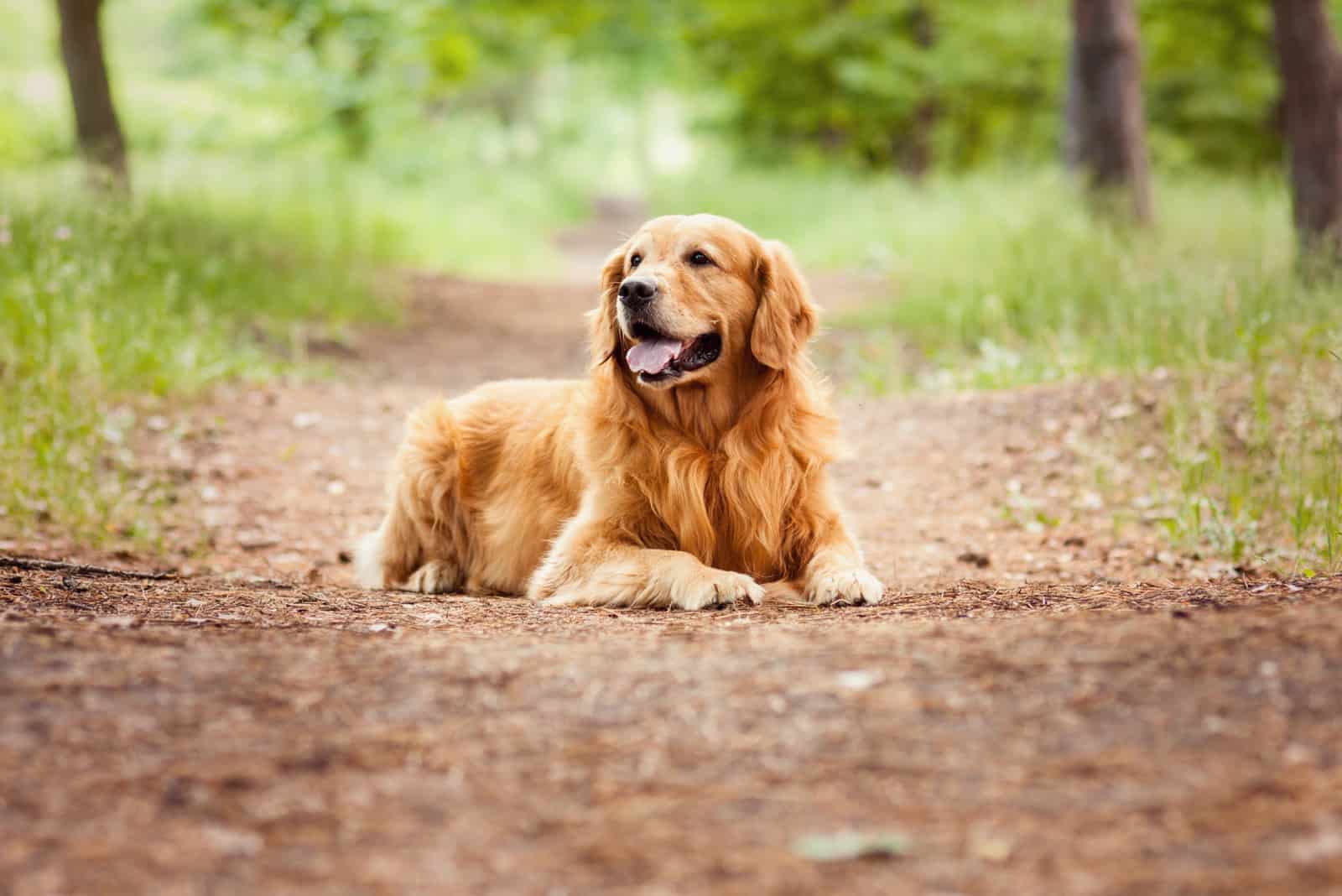 golden retriever resting