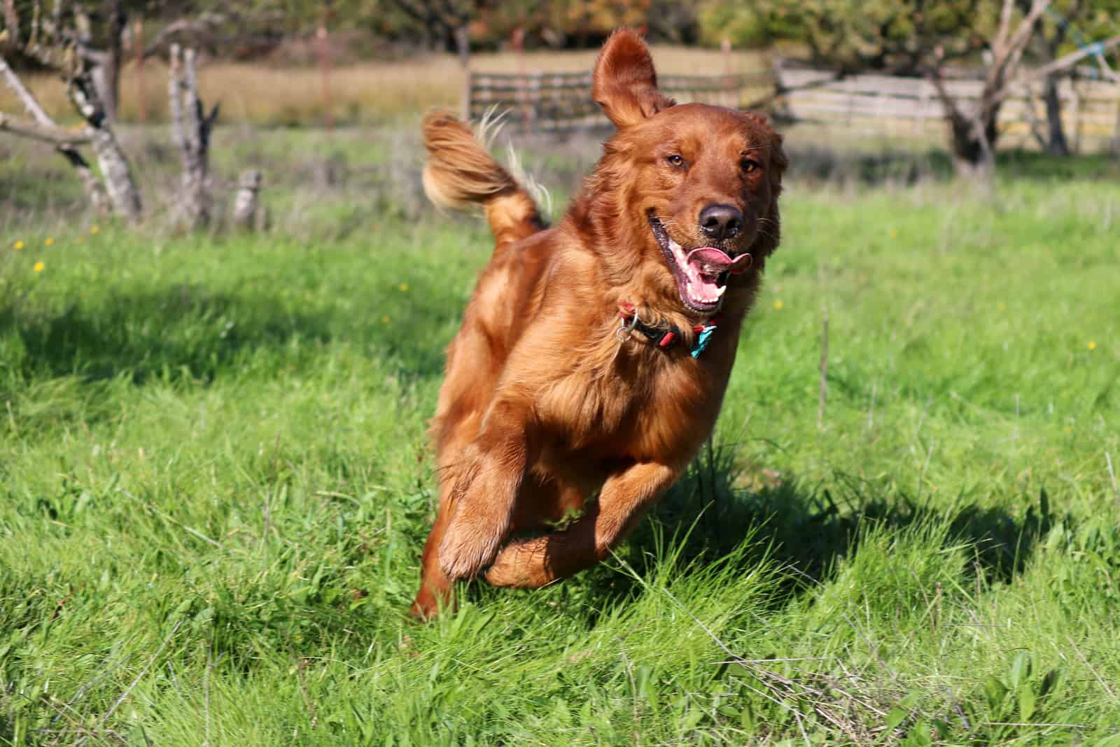 Golden Retriever Running Across a Field