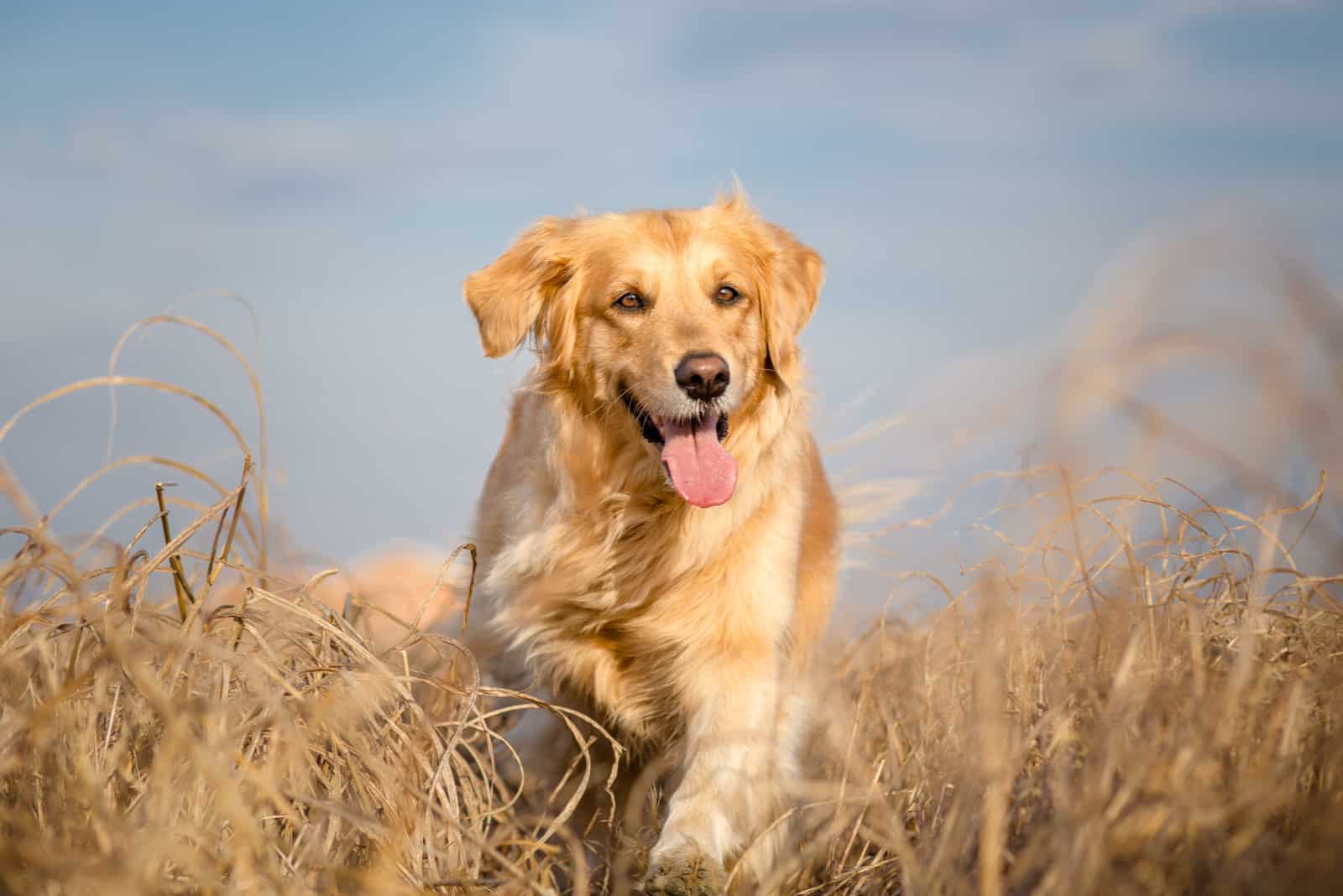 Golden Retriever running in field