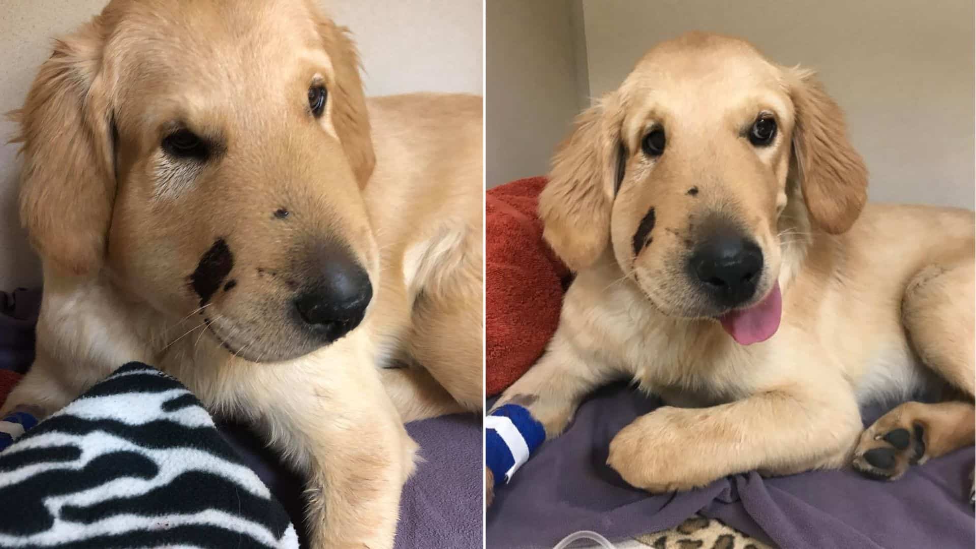 Golden Retriever Saves Owner From Rattlesnake Attack