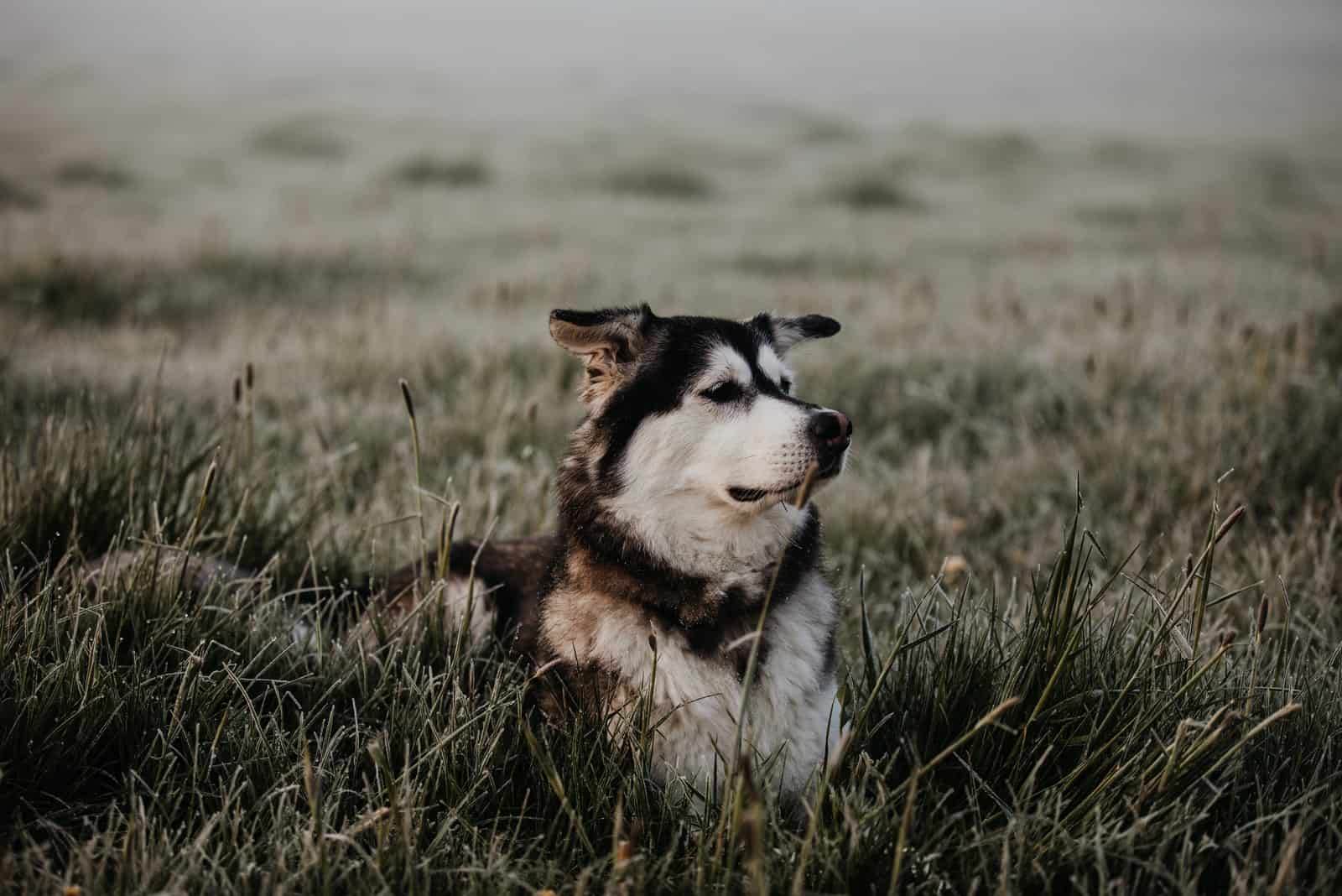 golden retriever siberian husky mix