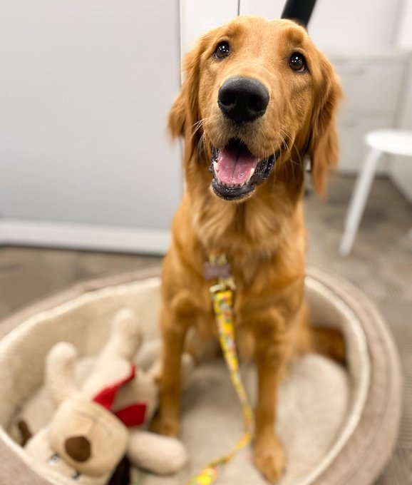 golden retriever sitting