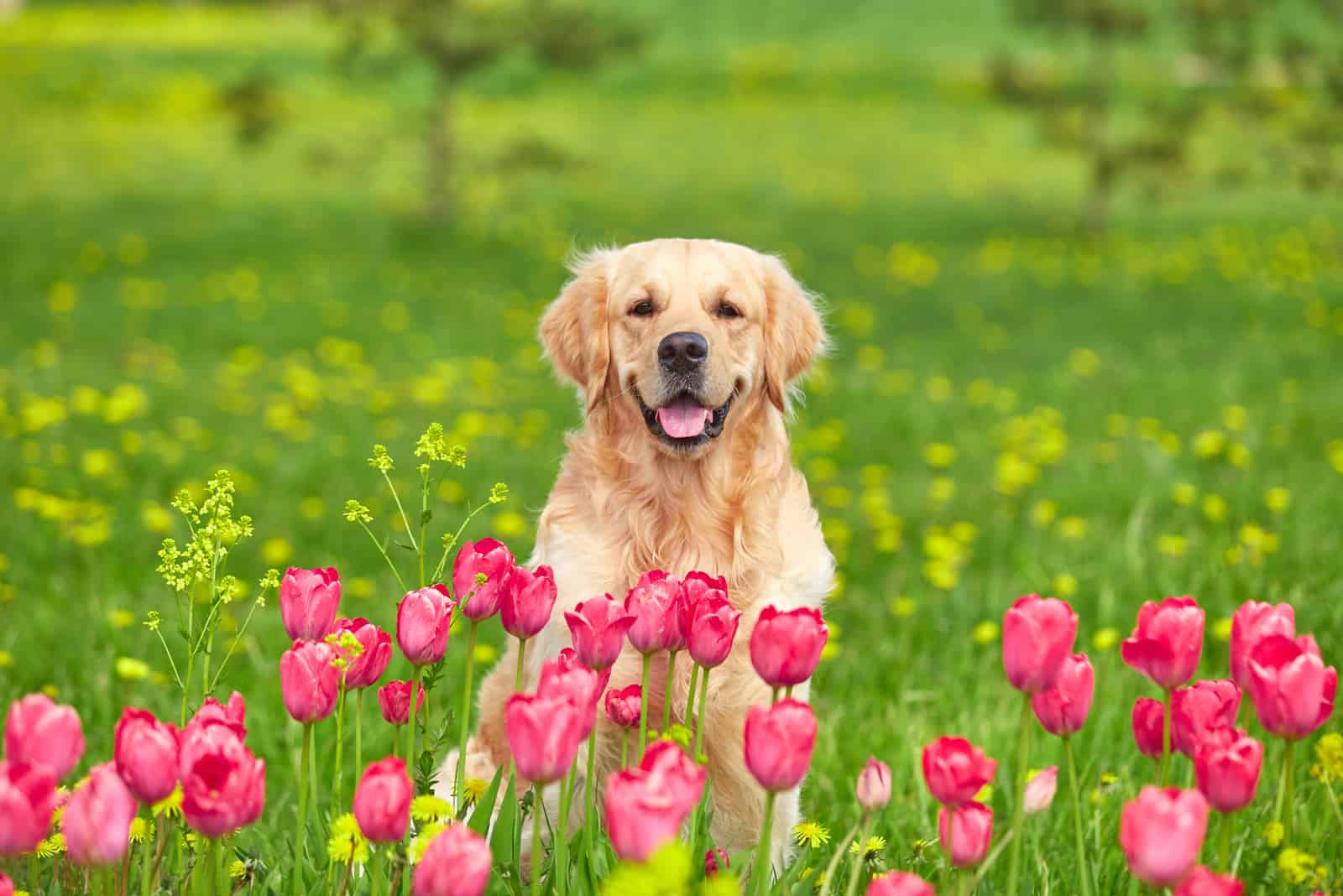 Golden Retriever sitting in tulip flower field