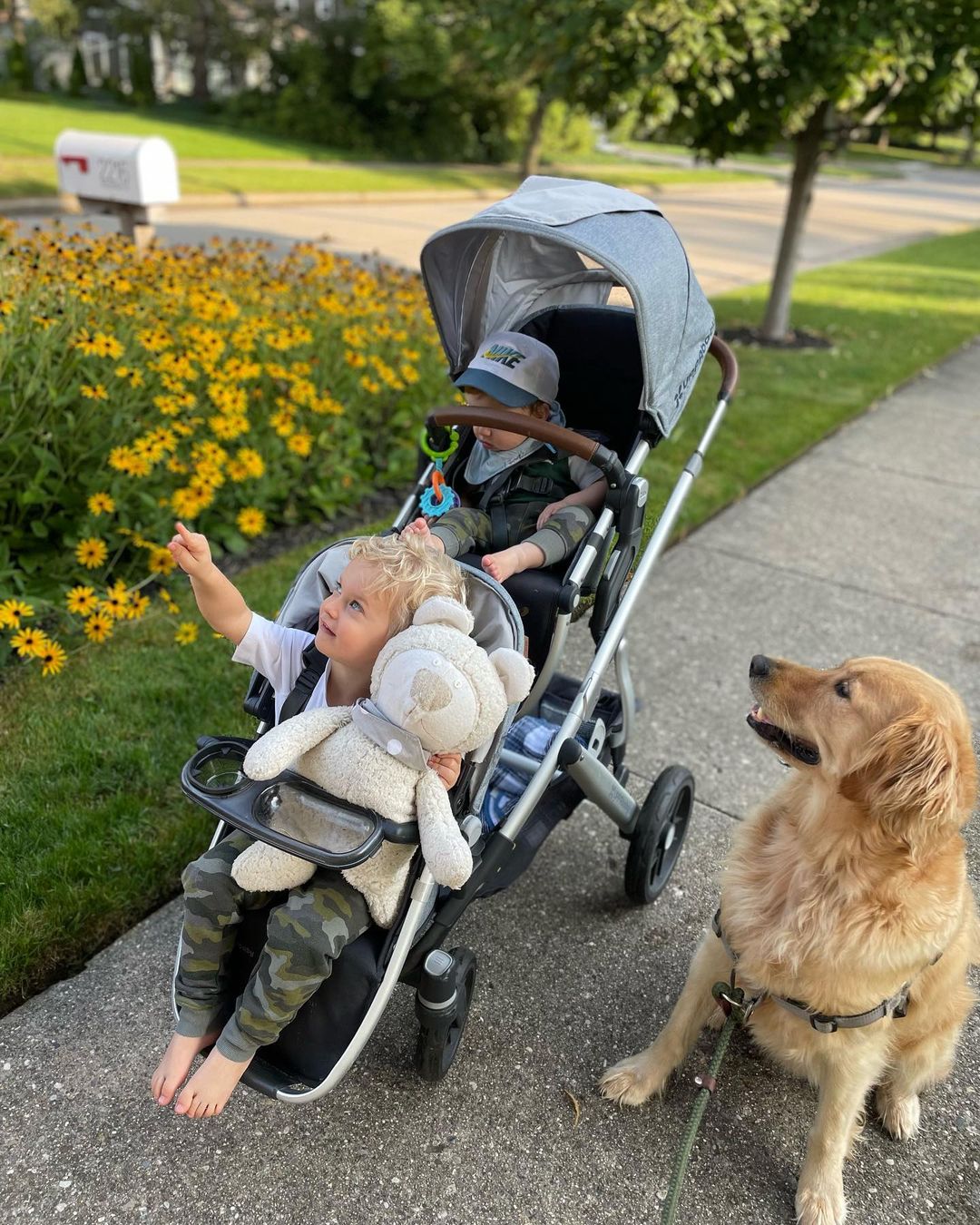 golden retriever sitting next to a stroller with kids