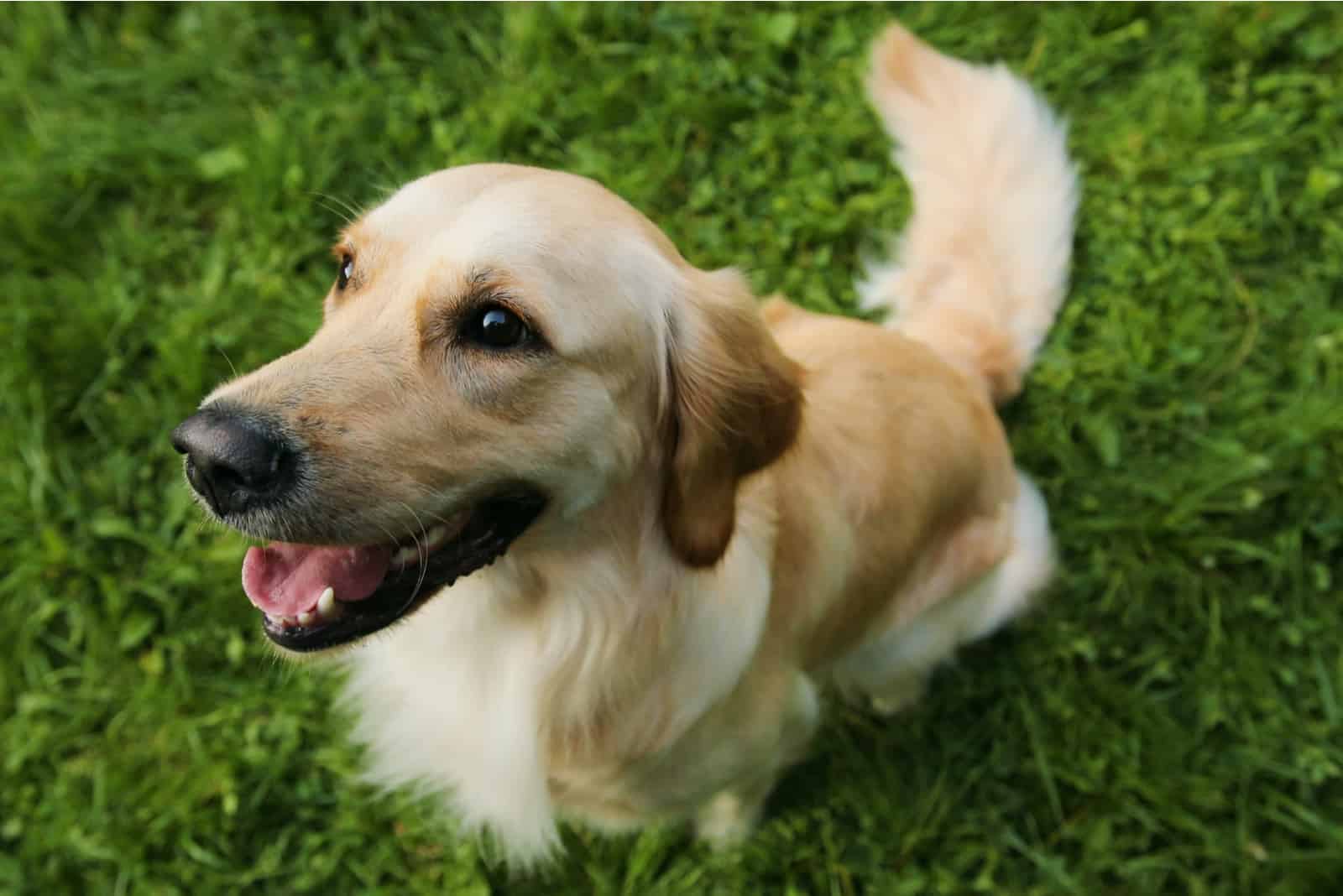 Golden Retriever sitting on grass looking up