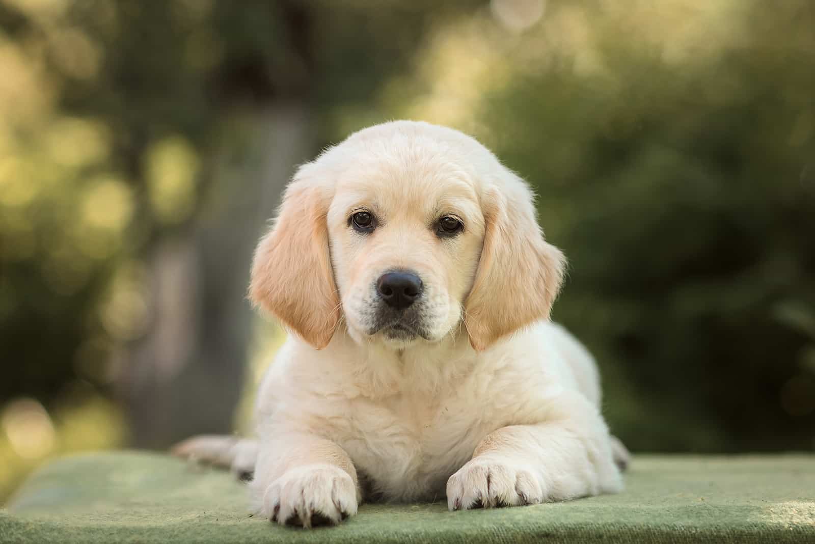 Golden Retriever sitting on patio looking at camera