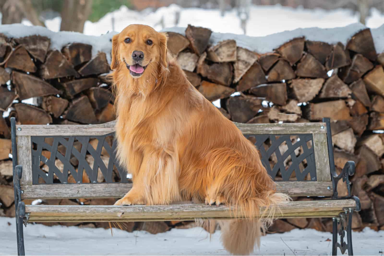 golden retriever sitting on the bench