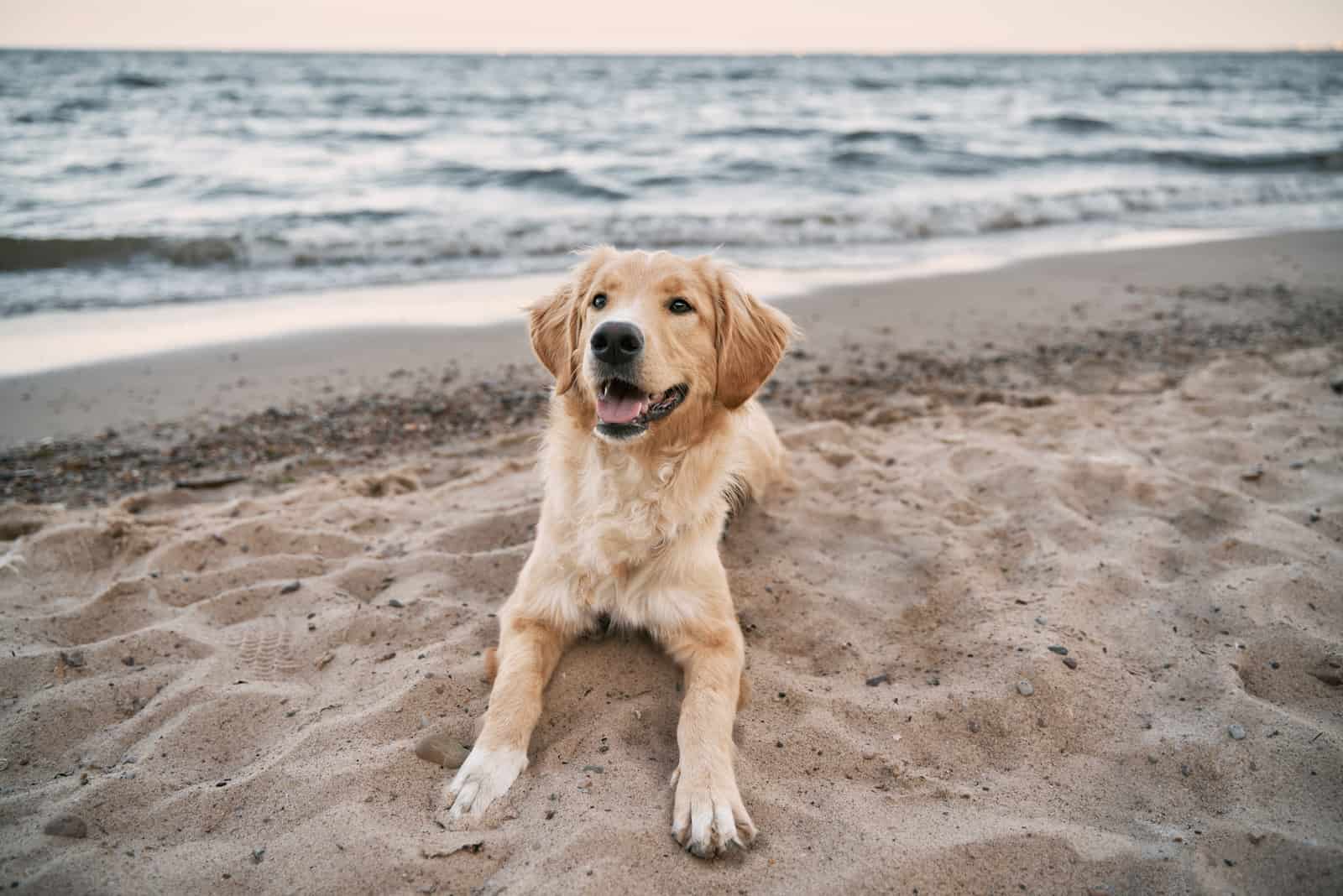 Golden retriever sitting on the sand beach