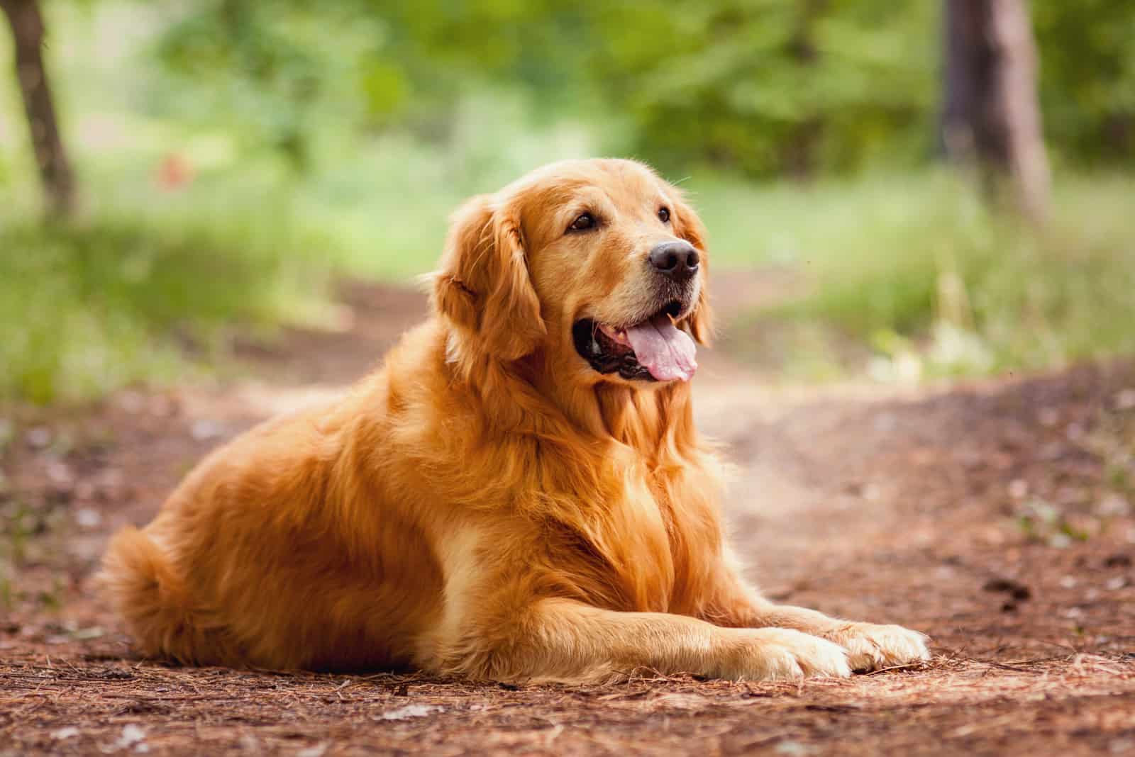 Golden Retriever sitting outside