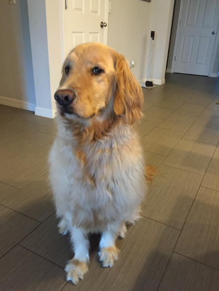 golden retriever sitting