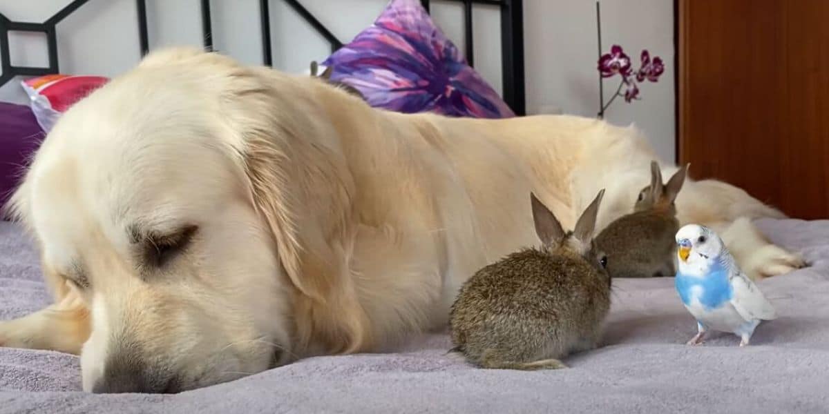 golden retriever sleeps while bunny and parrot look at each other